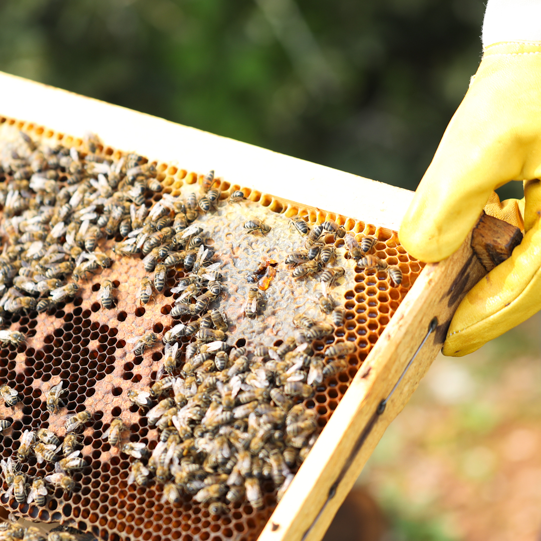 Bee Unique: H Παγκόσμια Ημέρα της Μέλισσας έφτασε! – Γιατί πρέπει να το γιορτάσεις